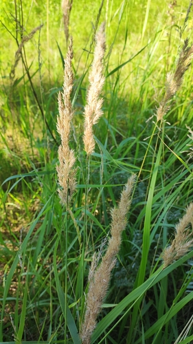 Куничник
