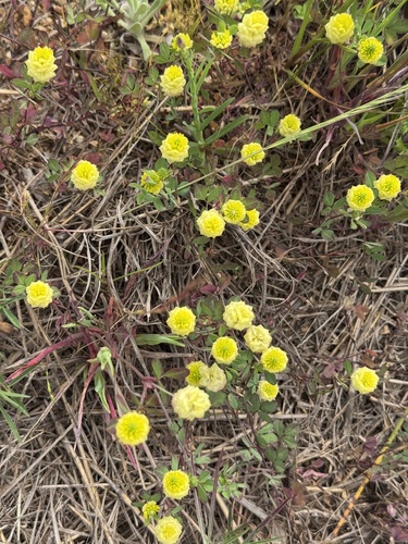 Trifolium campestre, photograph 5