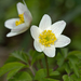 Wood Anemone - Photo (c) Anne SORBES, some rights reserved (CC BY-NC-SA), uploaded by Anne Sorbes
