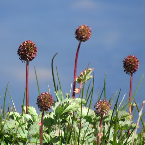 Acaena magellanica