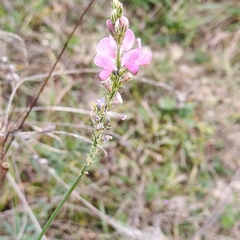 Onobrychis viciifolia, photograph (c) Полина Полежанкина, some rights reserved (CC BY)