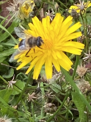 Common Drone Fly