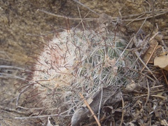 Mammillaria barbata