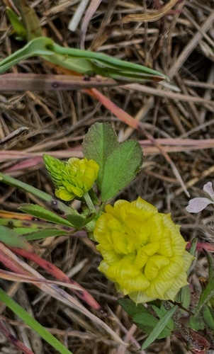 Trifolium campestre, photograph 6