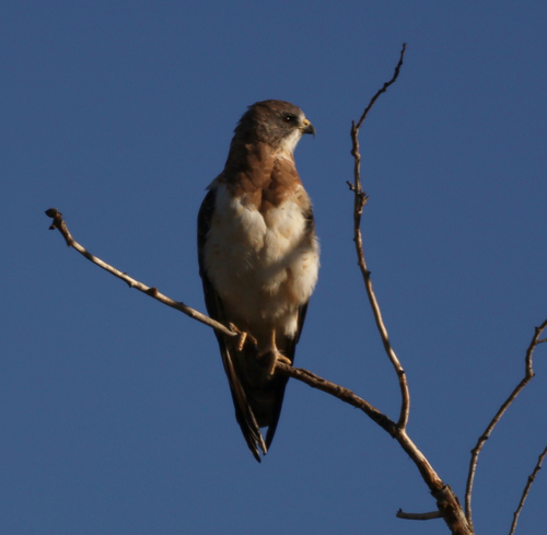 Swainson's Hawk