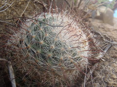 Mammillaria barbata