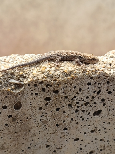 Chobe Dwarf Gecko