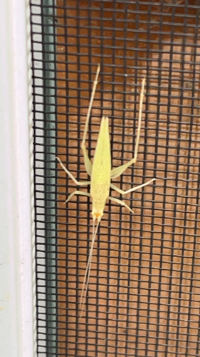 Narrow-winged Tree Cricket