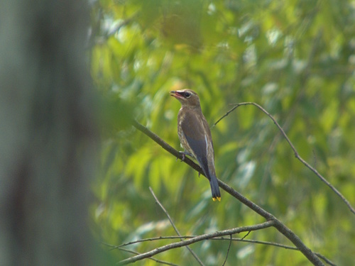 Cedar Waxwing