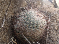 Mammillaria barbata