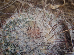 Mammillaria barbata