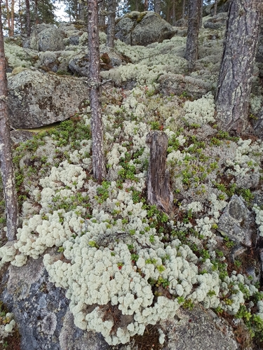 Star-tipped Reindeer Lichen