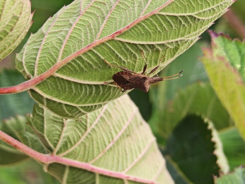 Dock Bug