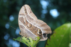 Eryphanis aesacus