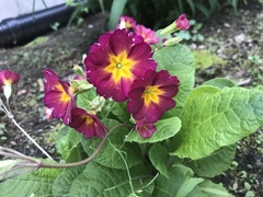 Primula vulgaris rubra