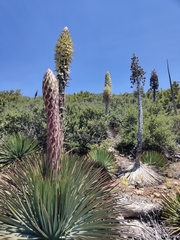 Hesperoyucca whipplei