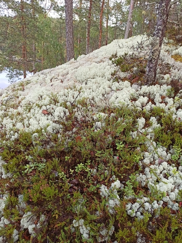 black crowberry