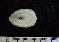 Fissurella microtrema
