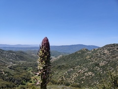 Hesperoyucca whipplei