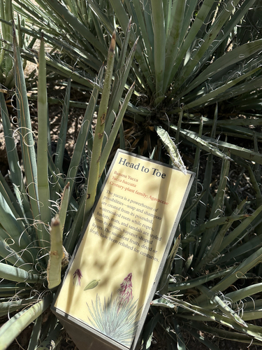 Banana Yucca