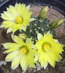 Mammillaria sphaerica