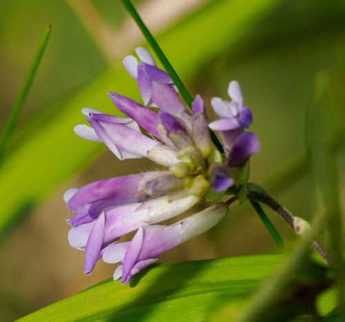American hog-peanut