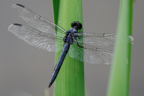 Slaty Skimmer
