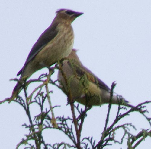 Cedar Waxwing