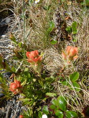 Castilleja miniata dixonii