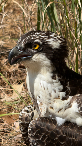 Osprey
