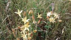 Triteleia ixioides ixioides