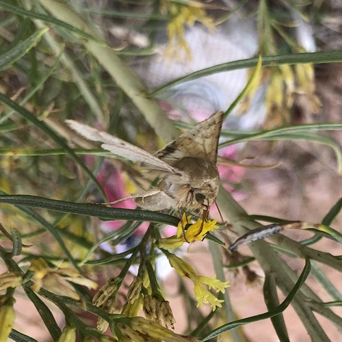 Corn Earworm Moth