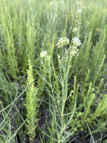 Asclepias subverticillata