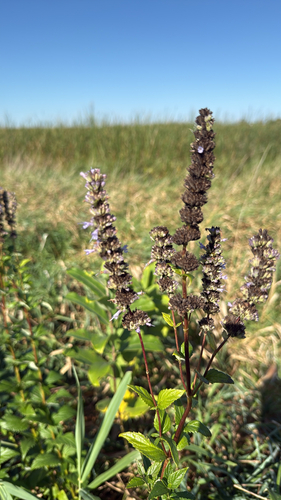 anise hyssop