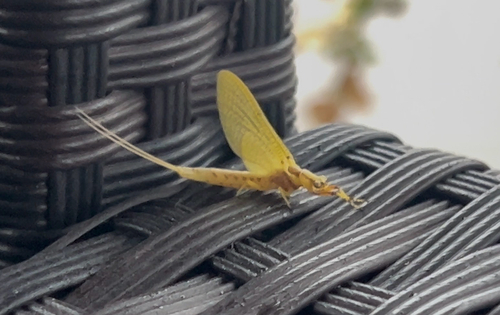 Giant Mayfly
