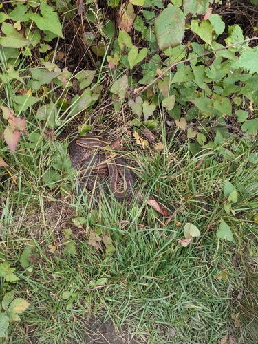 Common Garter Snake