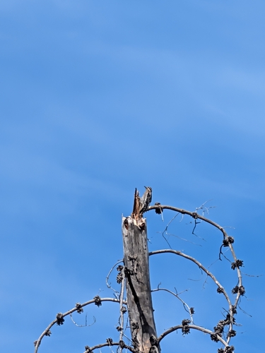 Yellow-bellied Sapsucker