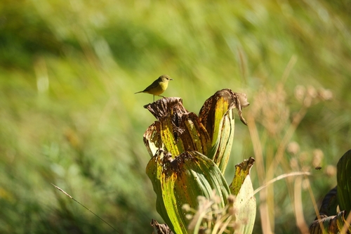 Orange-crowned Warbler