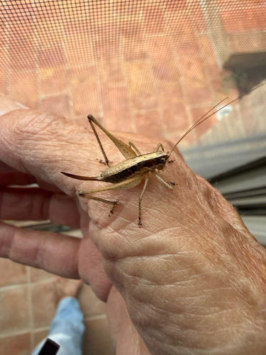 Raymond's Bush-cricket