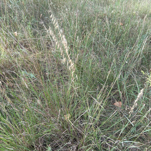 sideoats grama