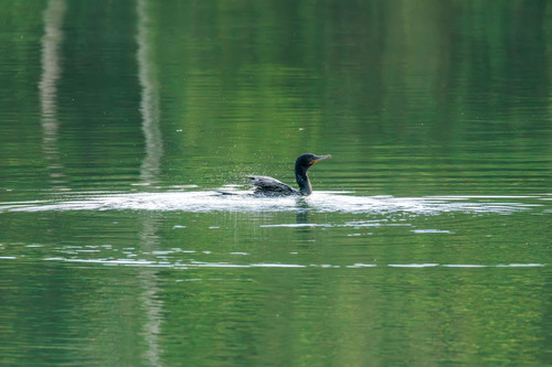 Neotropic Cormorant