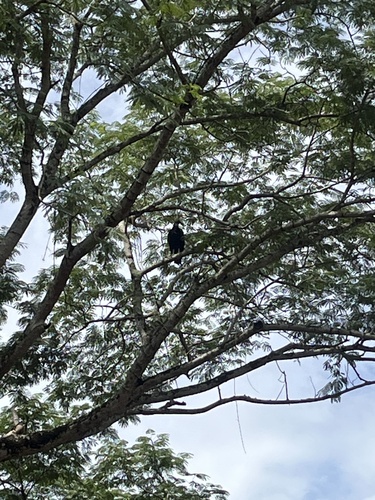 Black Vulture