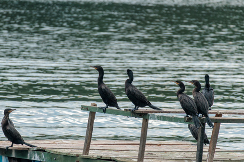 Neotropic Cormorant