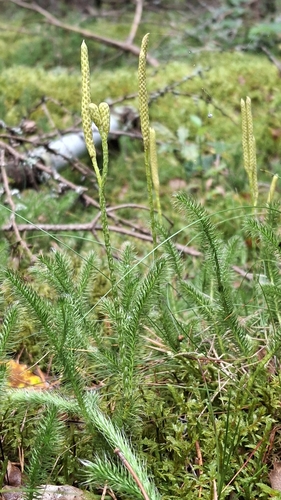 stag's-horn clubmoss