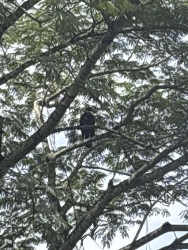 Black Vulture
