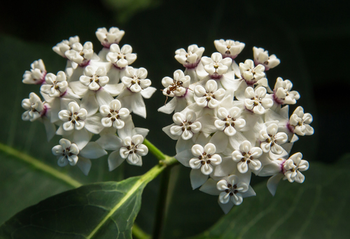 redring milkweed