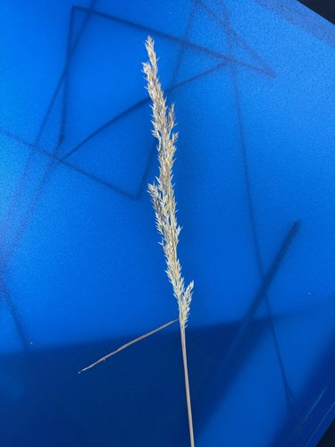 Reedgrasses