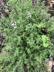 Thymus × citriodorus