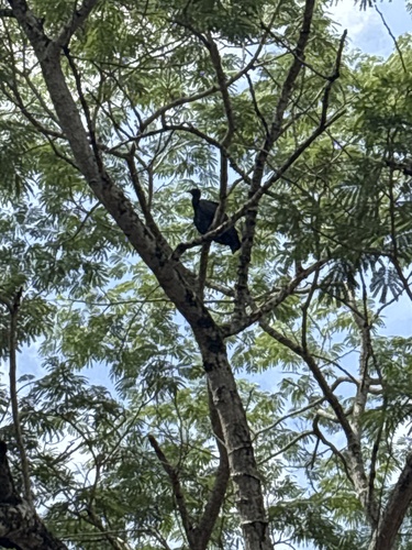 Black Vulture
