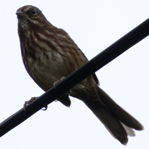 Song Sparrow